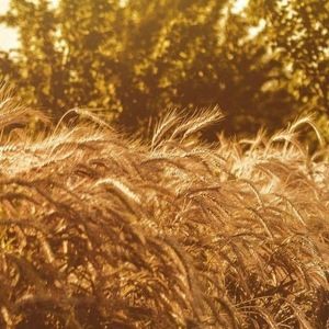 Meet your Posher, Owen